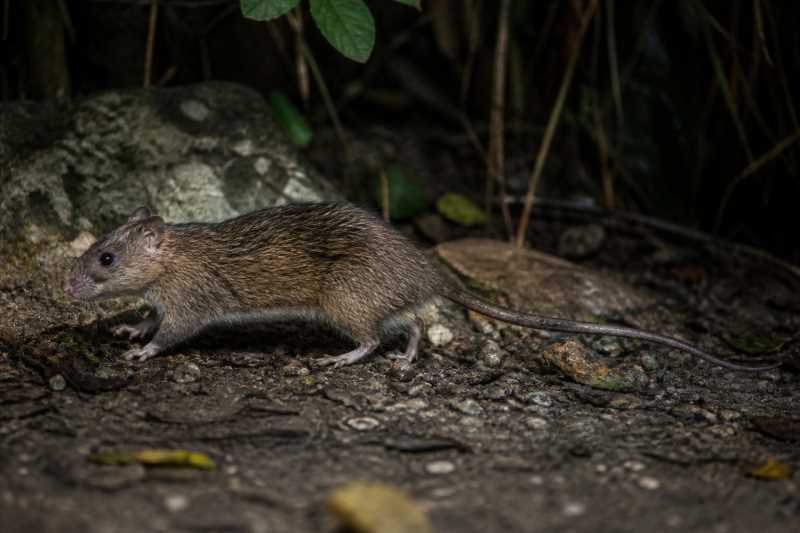 Image of a Mentawai Long-tailed Giant Rat in its natural habitat