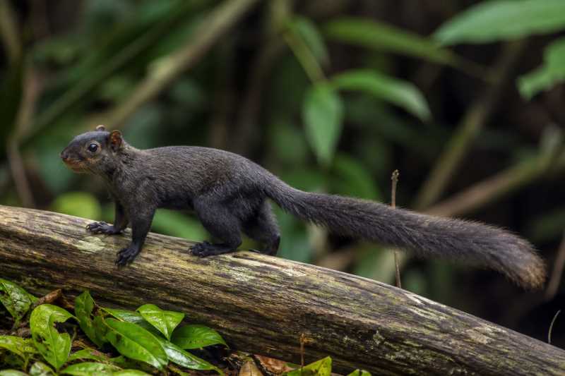 Image of a Mentawai Squirrel in its natural habitat