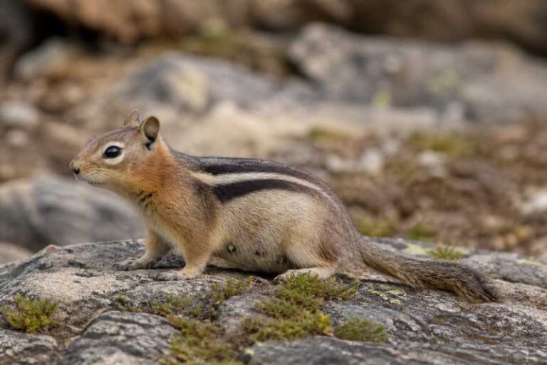 Image of a Merriam's Chipmunk in its natural habitat
