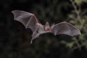 Image of a Mexican Funnel-eared Bat in its natural habitat