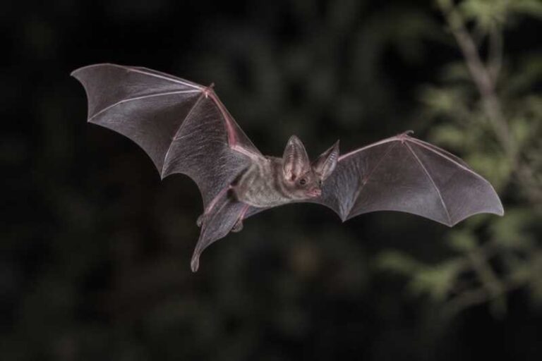 Image of a Mexican Funnel-eared Bat in its natural habitat
