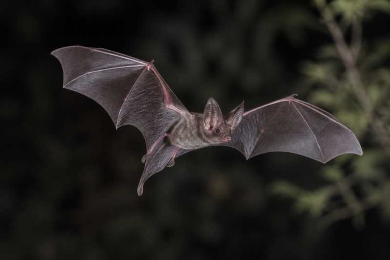 Image of a Mexican Funnel-eared Bat in its natural habitat