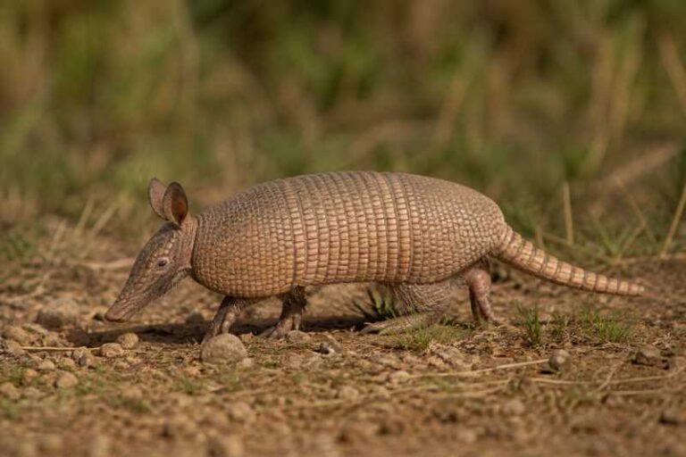 Image of a Mexican Long-nosed Armadillo in its natural habitat