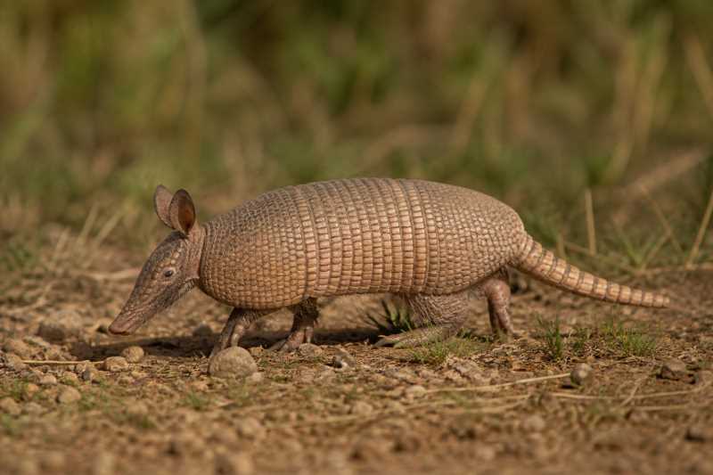 Image of a Mexican Long-nosed Armadillo in its natural habitat