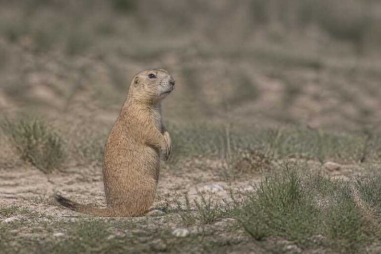 Image of a Mexican Prairie Dog in its natural habitat