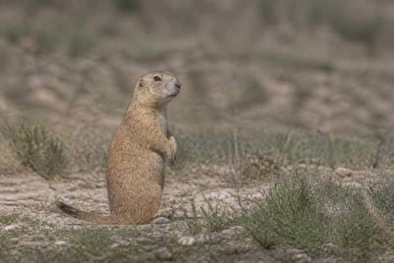 Image of a Mexican Prairie Dog in its natural habitat