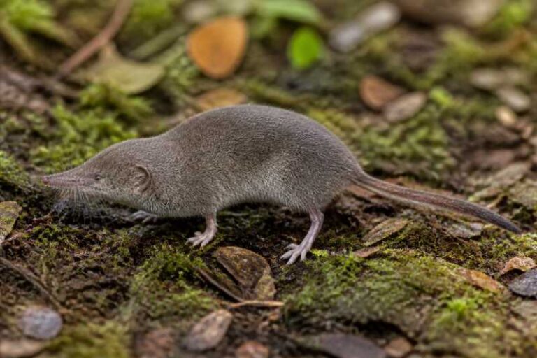 Image of a Mexican Shrew in its natural habitat