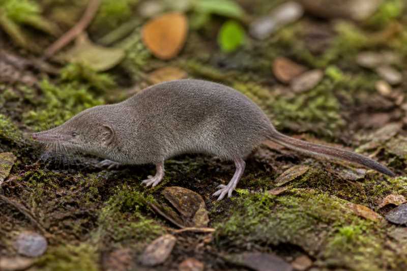 Image of a Mexican Shrew in its natural habitat
