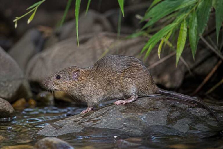 Image of a Mexican Water Mouse in its natural habitat