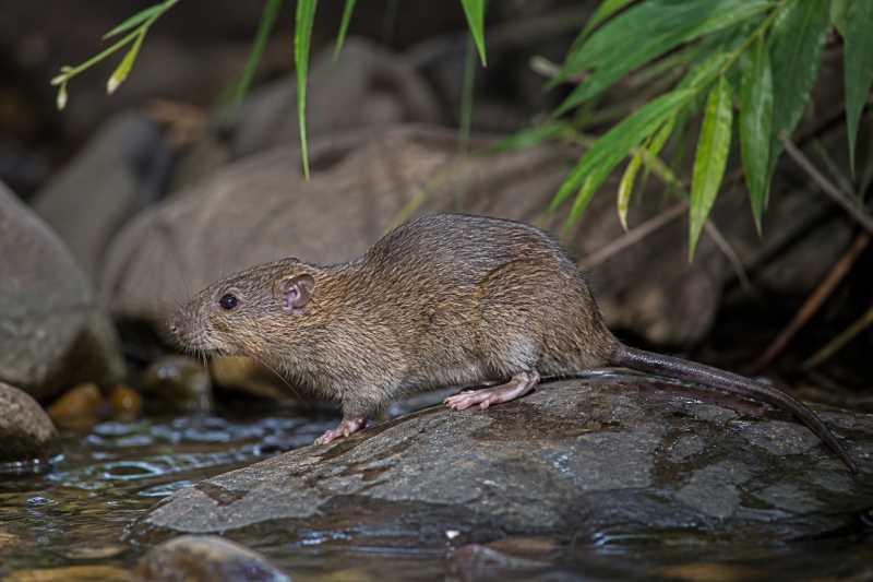 Image of a Mexican Water Mouse in its natural habitat
