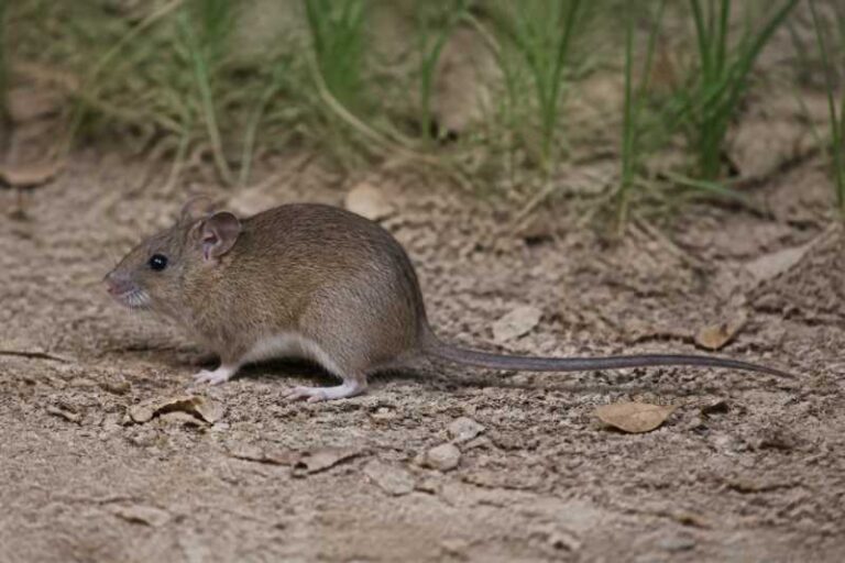 Image of a Miahuatlan Cotton Rat in its natural habitat