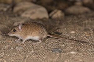 Image of a Michaelsen's Long-clawed Mouse in its natural habitat
