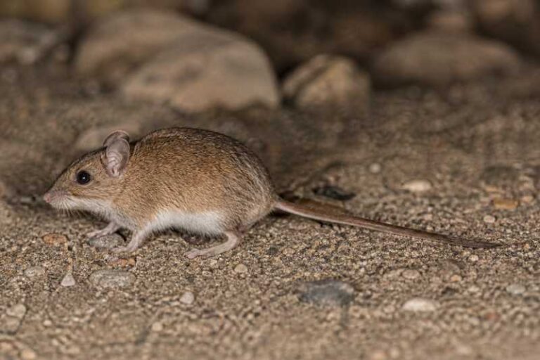 Image of a Michaelsen's Long-clawed Mouse in its natural habitat
