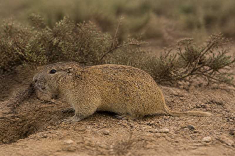 Image of a Miguel Christie's Tuco-tuco in its natural habitat