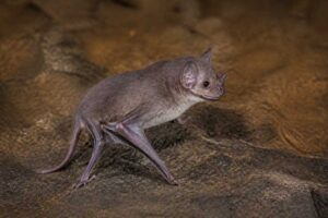 Image of a Milin Tube-nosed Bat in its natural habitat