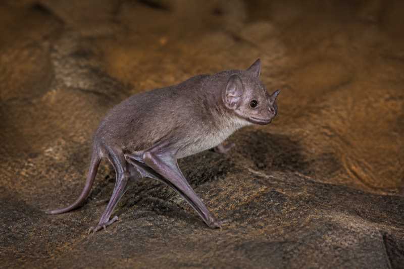 Image of a Milin Tube-nosed Bat in its natural habitat