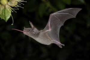 Image of a Miller's Long-tongued Bat in its natural habitat