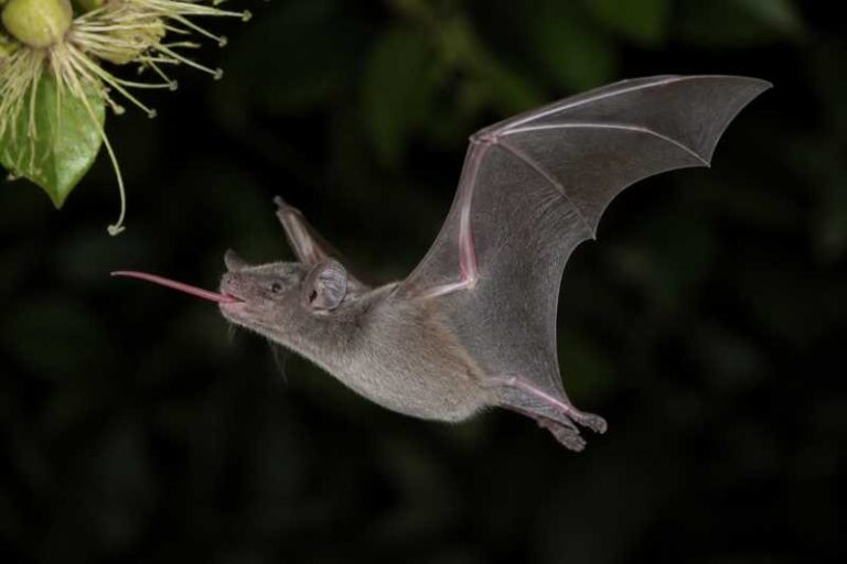 Image of a Miller's Long-tongued Bat in its natural habitat