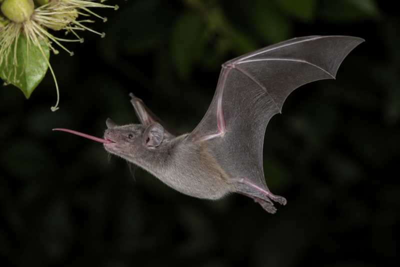 Image of a Miller's Long-tongued Bat in its natural habitat