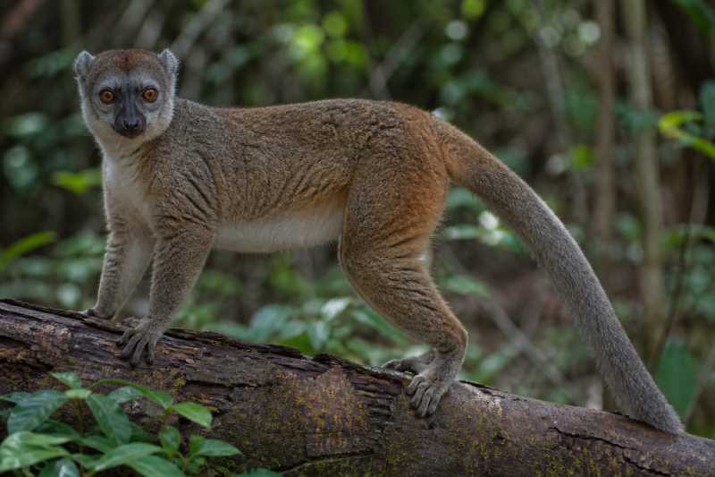 Image of a Milne-Edwards's Sportive Lemur in its natural habitat