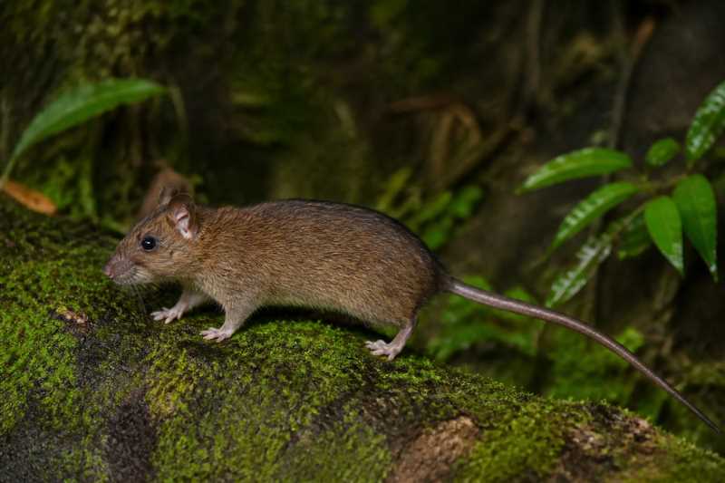 Image of a Mindoro Mountain Rat in its natural habitat