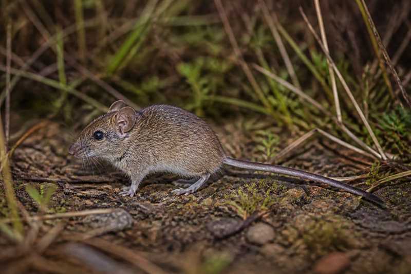 Image of a Minute Bristly Mouse in its natural habitat