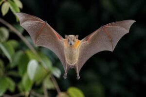 Image of a Minute Short-nosed Fruit Bat in its natural habitat