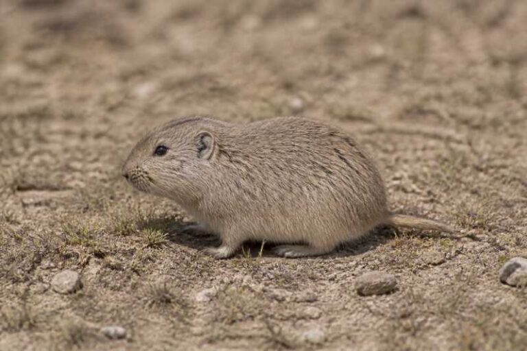 Image of a Minute Tuco-tuco in its natural habitat