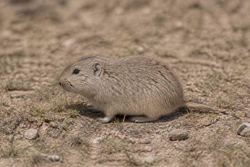 Image of a Minute Tuco-tuco in its natural habitat