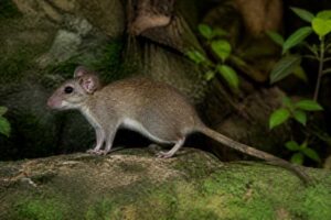 Image of a Mira Climbing Rat in its natural habitat