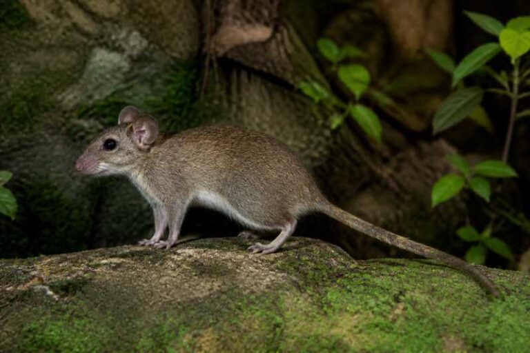 Image of a Mira Climbing Rat in its natural habitat