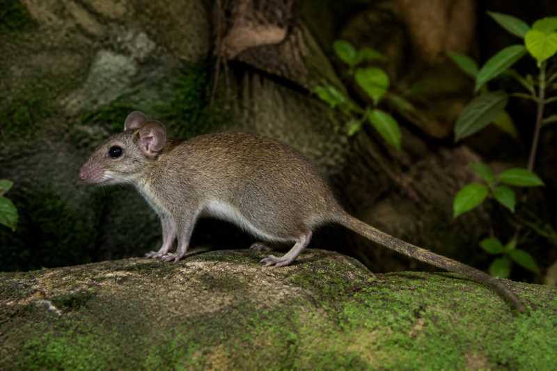 Image of a Mira Climbing Rat in its natural habitat