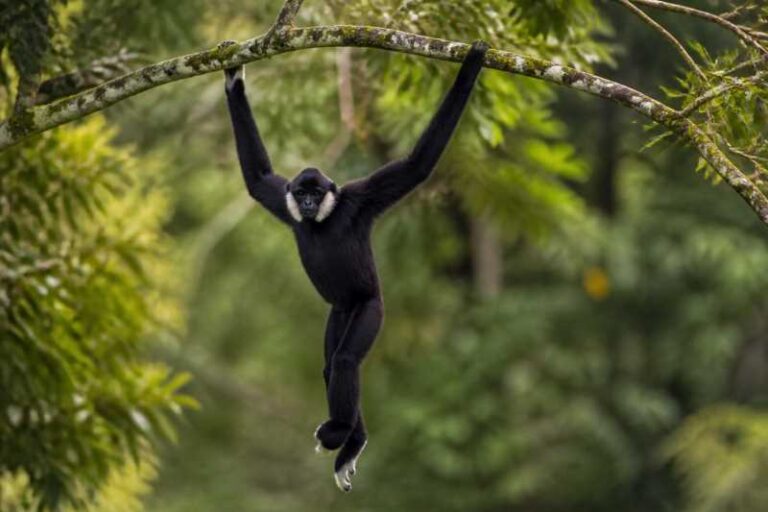 Image of a Moloch Gibbon in its natural habitat