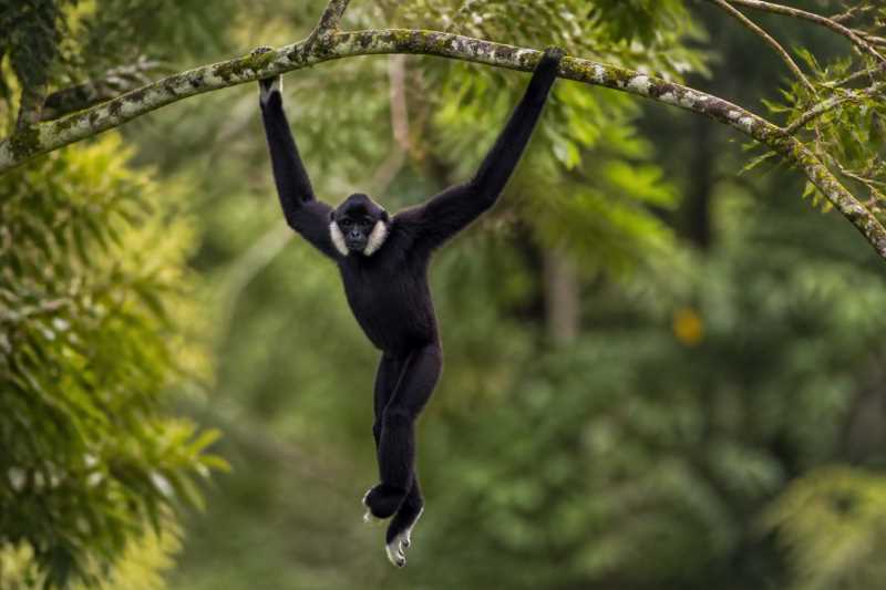 Image of a Moloch Gibbon in its natural habitat