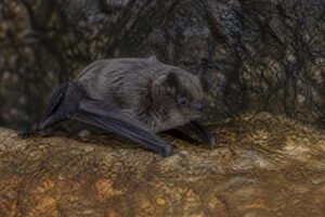Image of a Moloney's Mimic Bat in its natural habitat