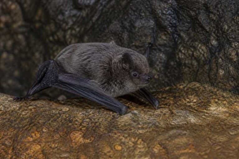 Image of a Moloney's Mimic Bat in its natural habitat
