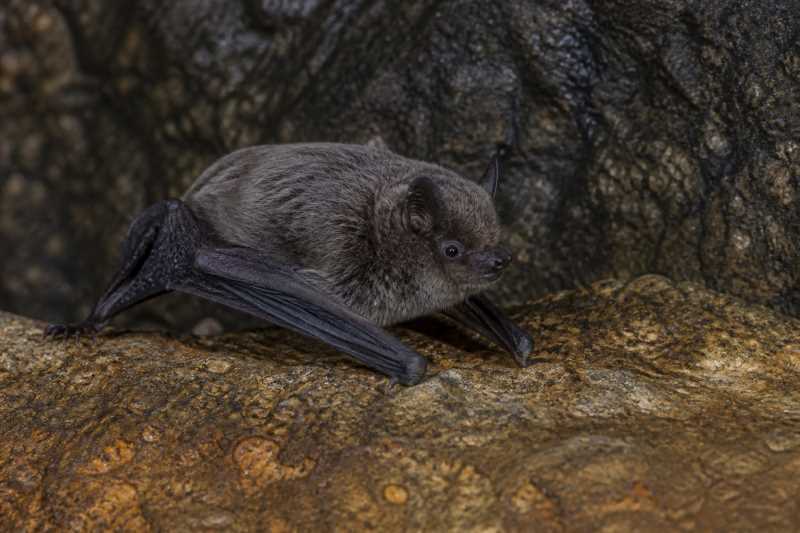 Image of a Moloney's Mimic Bat in its natural habitat