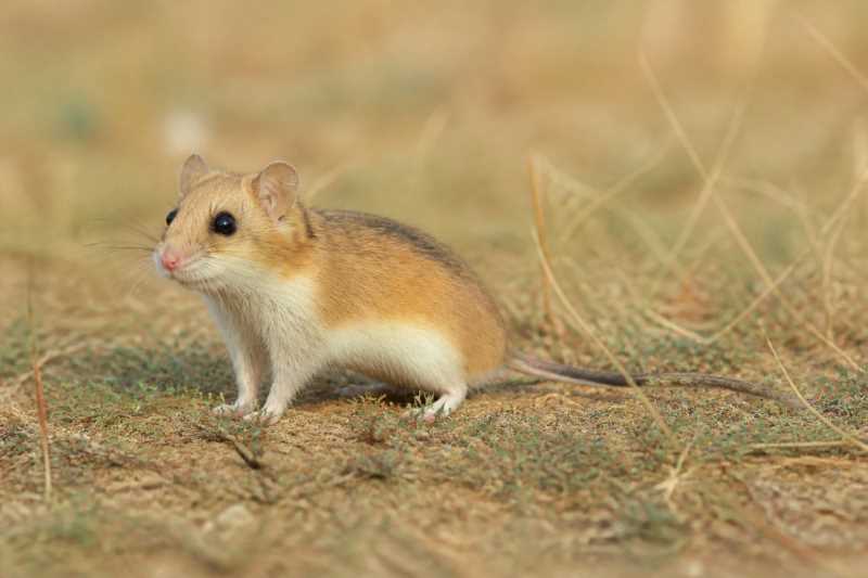 Image of a Mongolian Hamster in its natural habitat