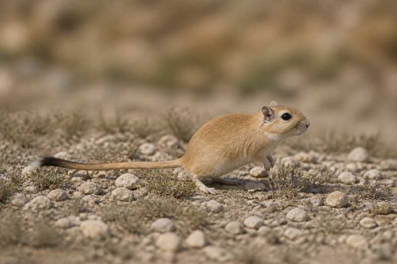 Image of a Mongolian Jird in its natural habitat