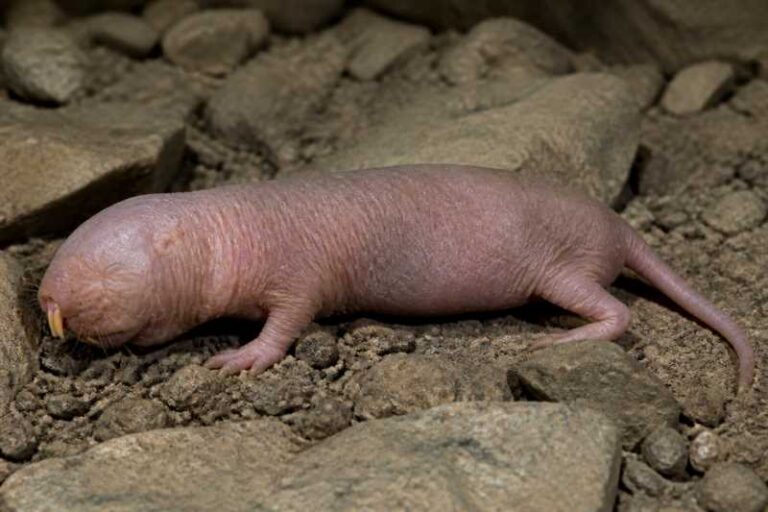 Image of a Montane Blind Mole-rat in its natural habitat