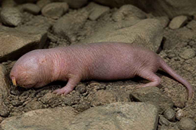 Image of a Montane Blind Mole-rat in its natural habitat