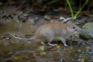 Image of a Montane Fish-eating Rat in its natural habitat
