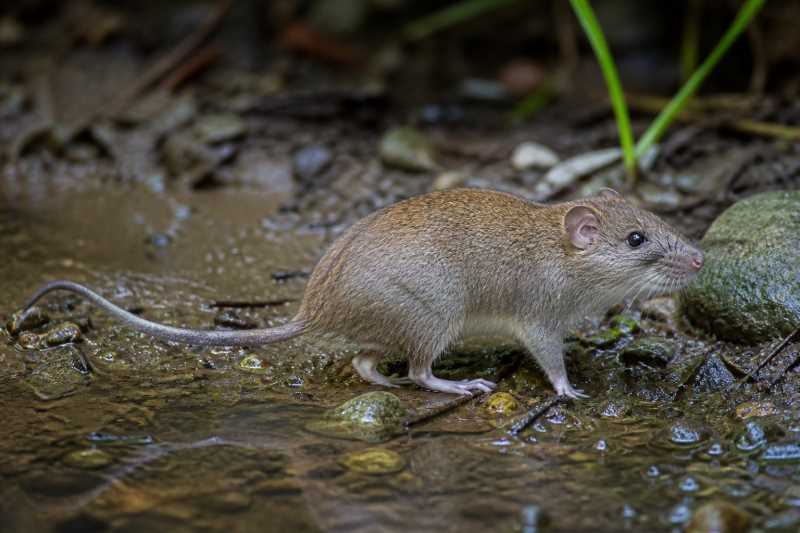 Image of a Montane Fish-eating Rat in its natural habitat