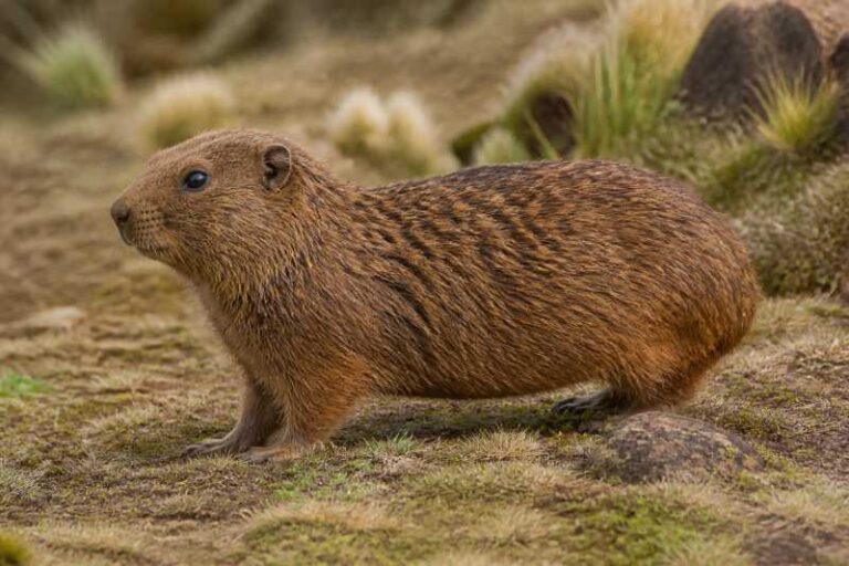 Image of a Montane Guinea Pig in its natural habitat