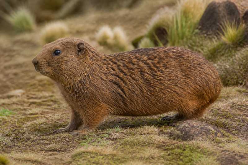 Image of a Montane Guinea Pig in its natural habitat