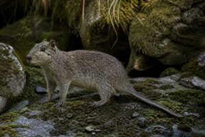 Image of a Montane Hutia in its natural habitat