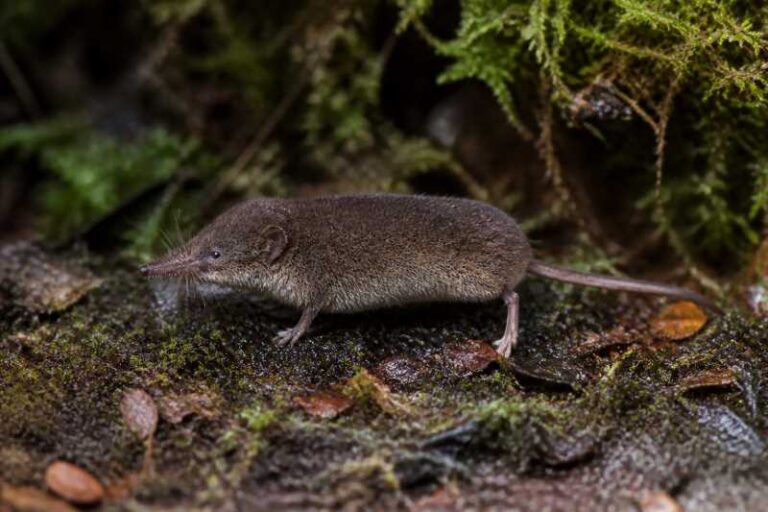 Image of a Montane Shrew Tenrec in its natural habitat