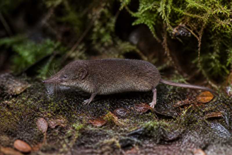 Image of a Montane Shrew Tenrec in its natural habitat