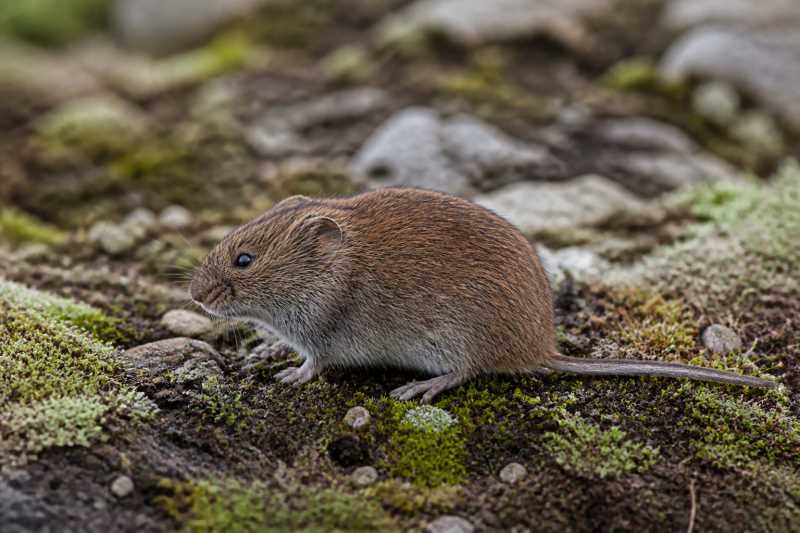 Image of a Montane Vole in its natural habitat