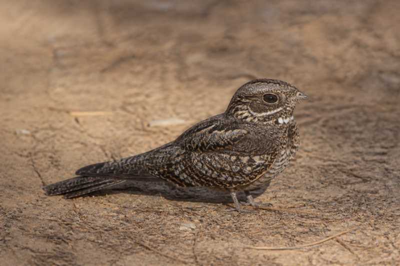 Image of a Montane Nightjar in its natural habitat